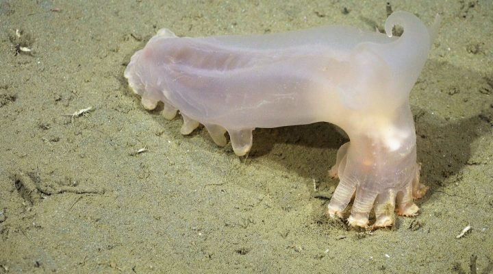 Loki (Peniagone sp.) es un equinodermo de aguas profundas, nombrado por sus cuernos similares a los del dios de la leyenda nórdica. Créditos: ROV SuBastian / Schmidt Ocean Institute.