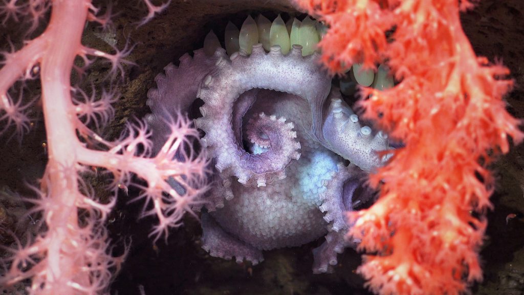 Una hembra de pulpo incubando huevos detrás de un coral para protegerlos. Créditos: ROV SuBastian / Schmidt Ocean Institute.